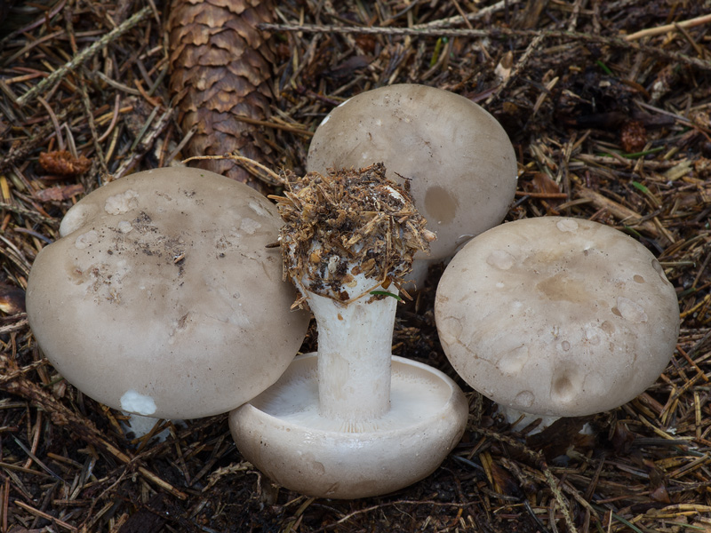 Clitocybe nebularis